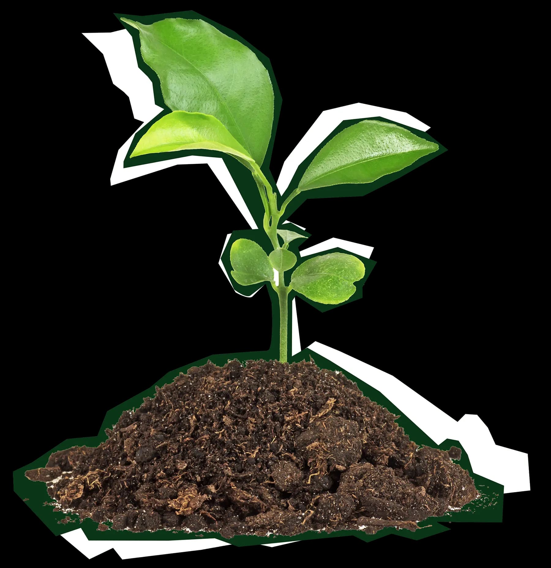 Un jadin naturel avec des plantes locales